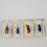 Lot of 19 insects in resin inclusion