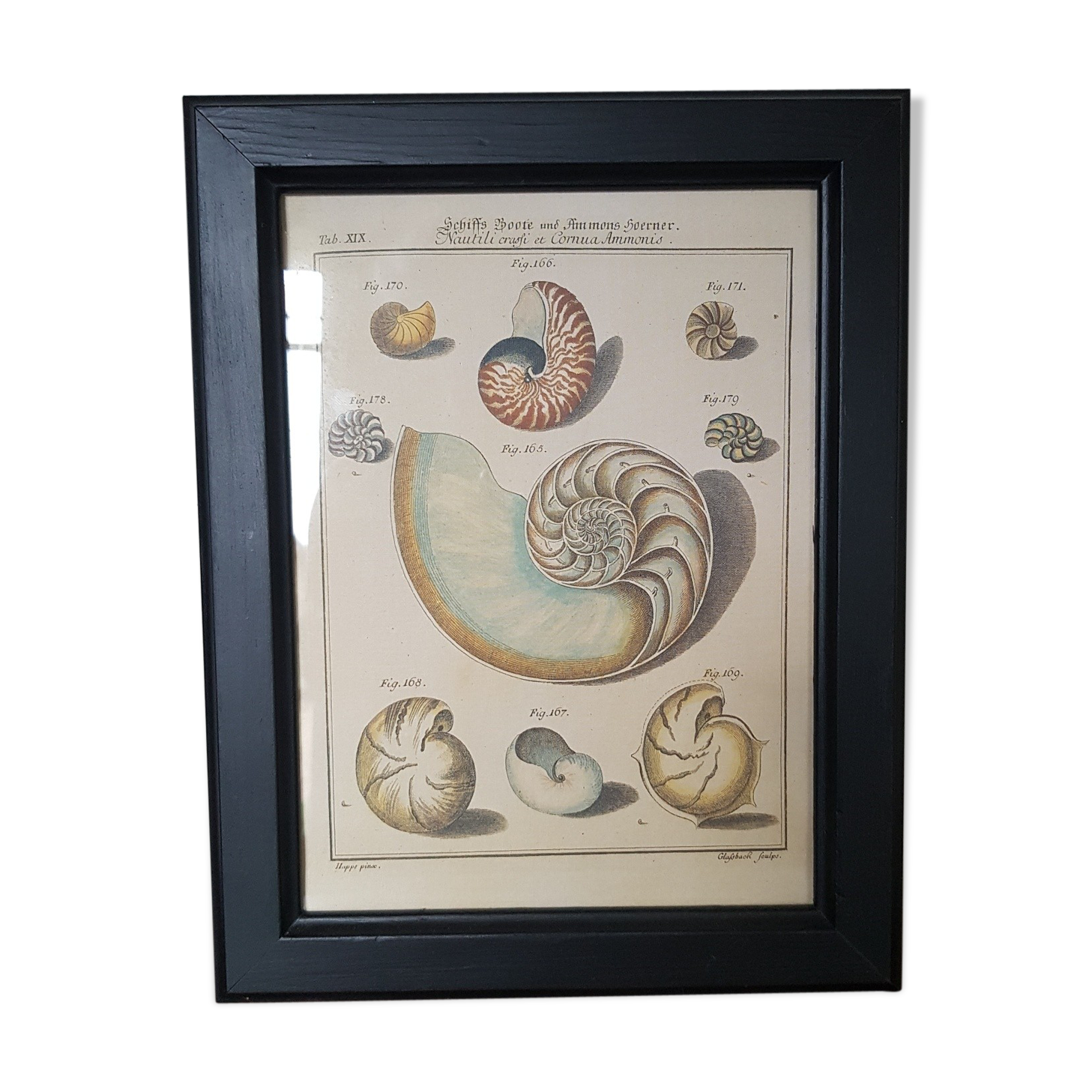 Poster botanical plank "shells" black frame