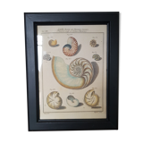 Poster botanical plank "shells" black frame