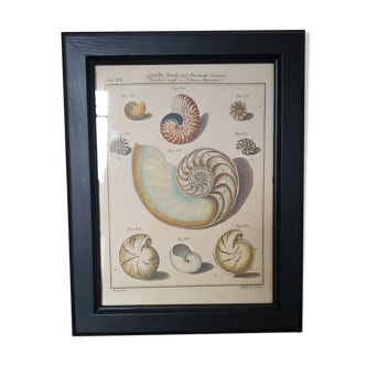 Affiche planche botanique "coquillages" cadre noir