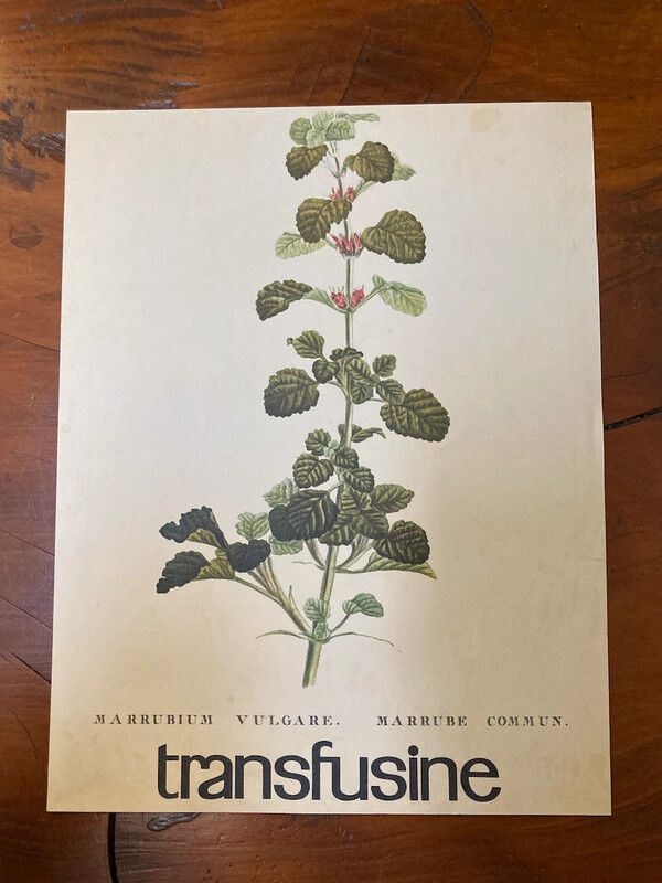 Botanical poster Marrubium Vulgare