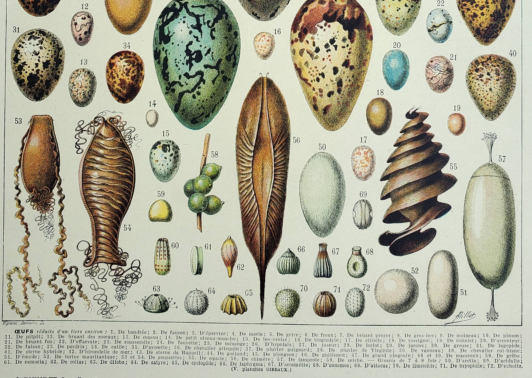 Old engraving 1928, Eggs, Oology, Incubation, animals • Lithograph, Original plate