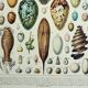 Old engraving 1928, Eggs, Oology, Incubation, animals • Lithograph, Original plate