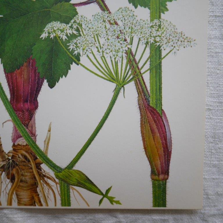 Set of 2 botanical boards Geigy