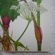 Set of 2 botanical boards Geigy