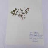 Set of 6 herbarium boards
