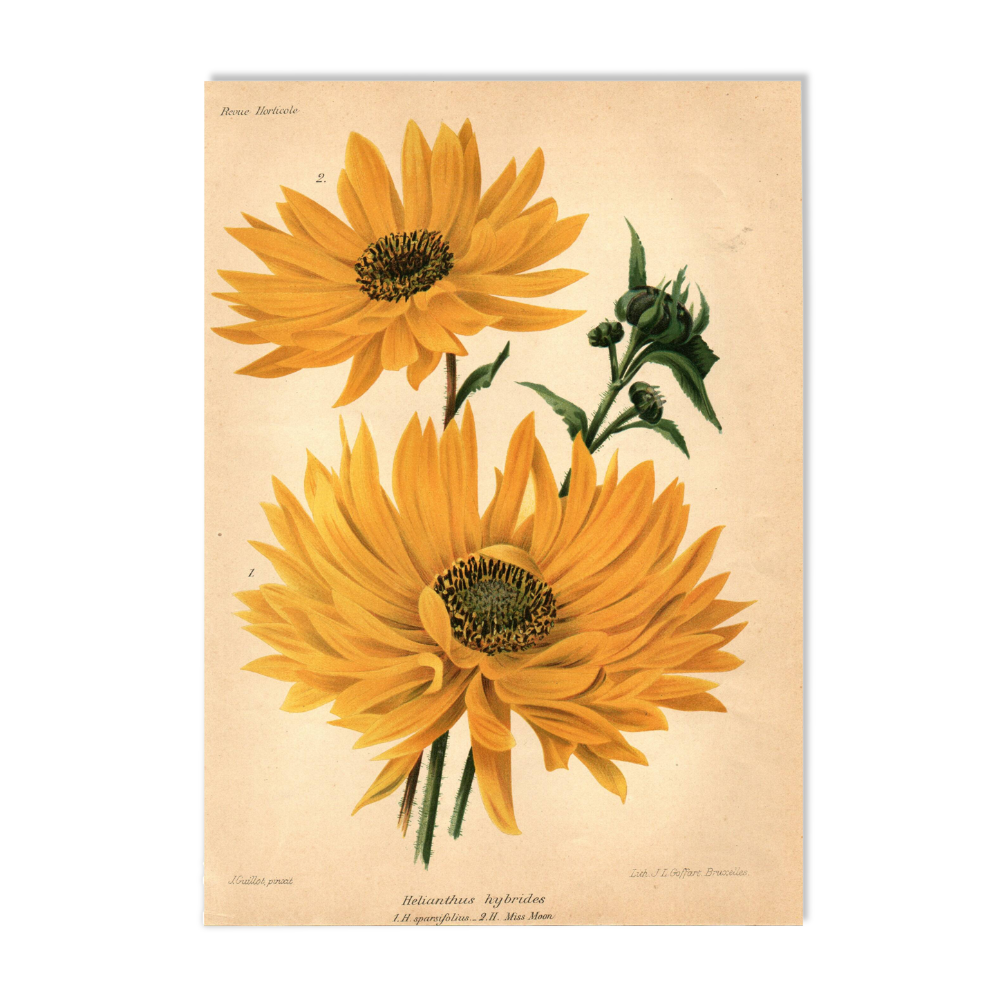 Botanical Engraving 1911 - Hélianthus by J. Guillot - Flower, Lithograph