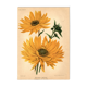 Botanical Engraving 1911 - Hélianthus by J. Guillot - Flower, Lithograph