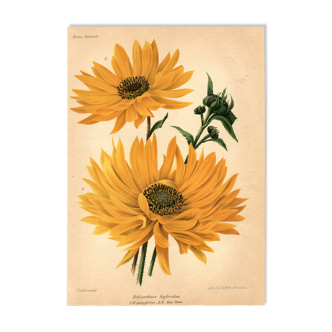 Botanical Engraving 1911 - Hélianthus by J. Guillot - Flower, Lithograph