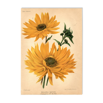 Botanical Engraving 1911 - Hélianthus by J. Guillot - Flower, Lithograph