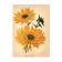 Botanical Engraving 1911 - Hélianthus by J. Guillot - Flower, Lithograph