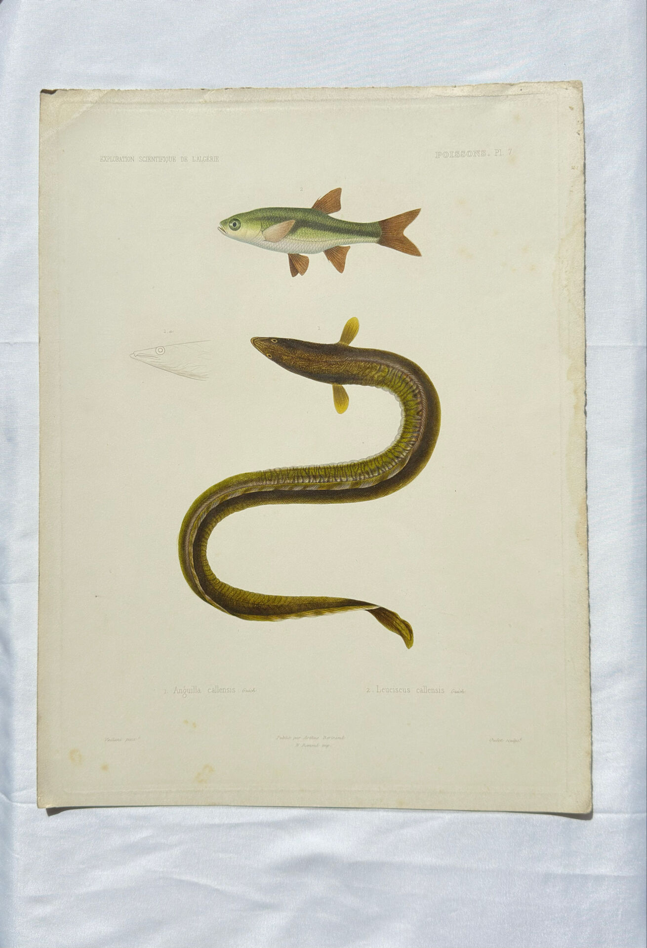Original Engraving 1840 Coloured Hand-drawn Naturalist Exploration