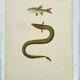 Original Engraving 1840 Coloured Hand-drawn Naturalist Exploration