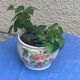 White glazed ceramic pot cover slurry vintage fruit