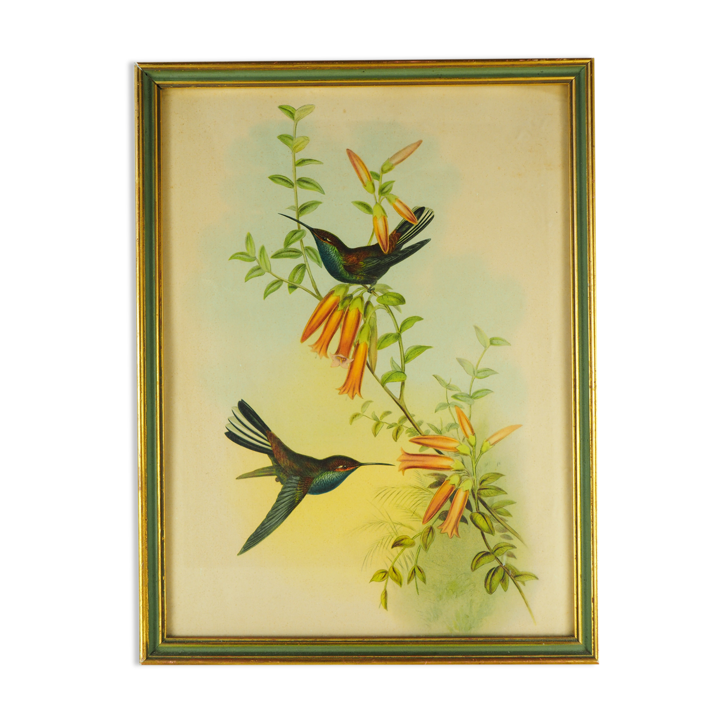 Lithography with Bouguer's Hummingbird foraging (Urochroa bougieri) - J. Gould and H.C. Richter - Mid-XIXth
