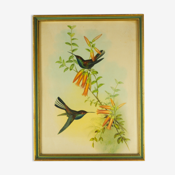 Lithographie au Colibri de Bouguer butineur (Urochroa bougieri) - J. Gould et H.C. Richter - Mi-XIXè