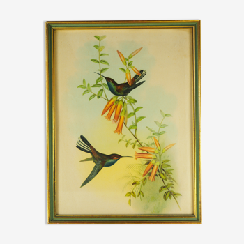 Lithography with Bouguer's Hummingbird foraging (Urochroa bougieri) - J. Gould and H.C. Richter - Mid-XIXth