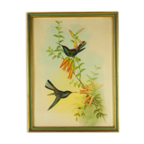Lithography with Bouguer's Hummingbird foraging (Urochroa bougieri) - J. Gould and H.C. Richter - Mid-XIXth