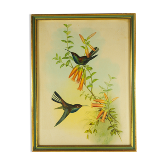 Lithography with Bouguer's Hummingbird foraging (Urochroa bougieri) - J. Gould and H.C. Richter - Mid-XIXth
