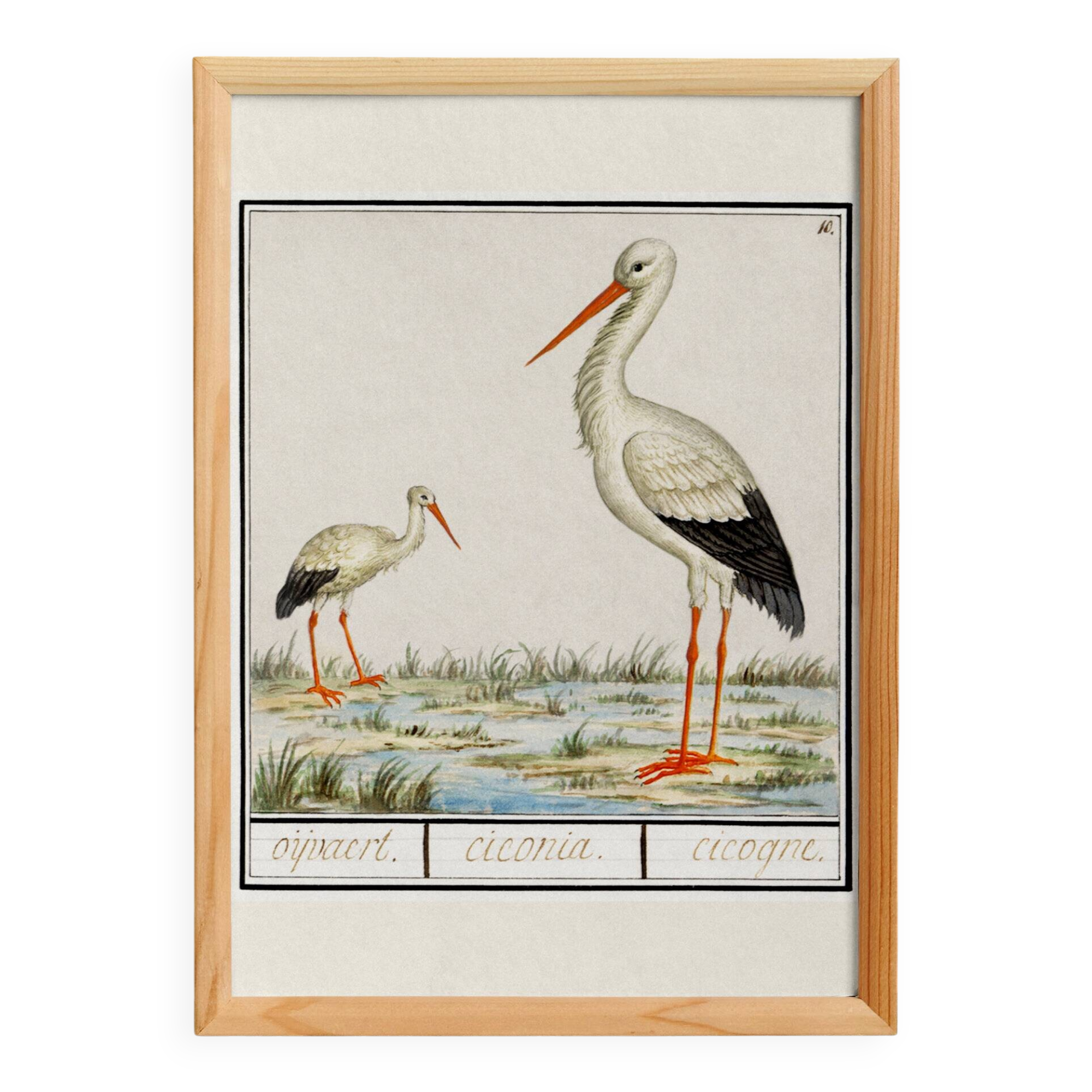 Poster of the stork, based on an old engraving from 1610.
