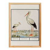 Poster of the stork, based on an old engraving from 1610.
