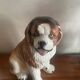 Ceramic St Bernard Dog