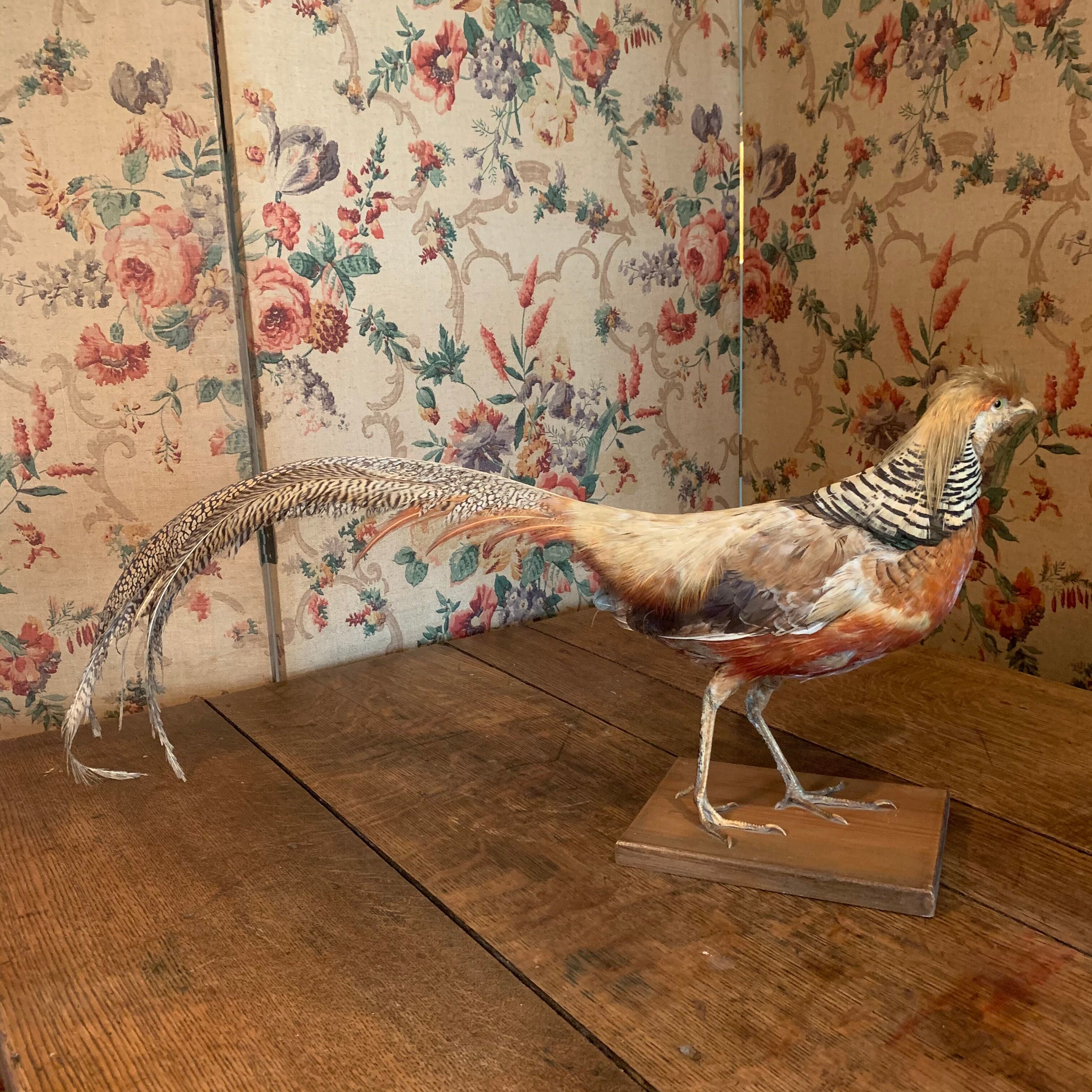 Naturalized golden pheasant taxidermy