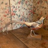 Naturalized golden pheasant taxidermy