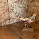 Taxidermie faisan doré naturalisé