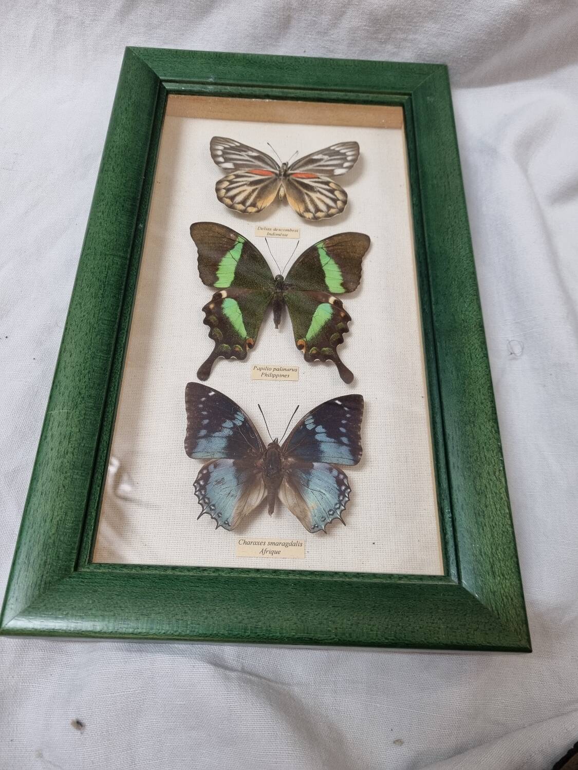 Naturalized butterflies