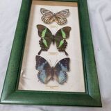 Naturalized butterflies