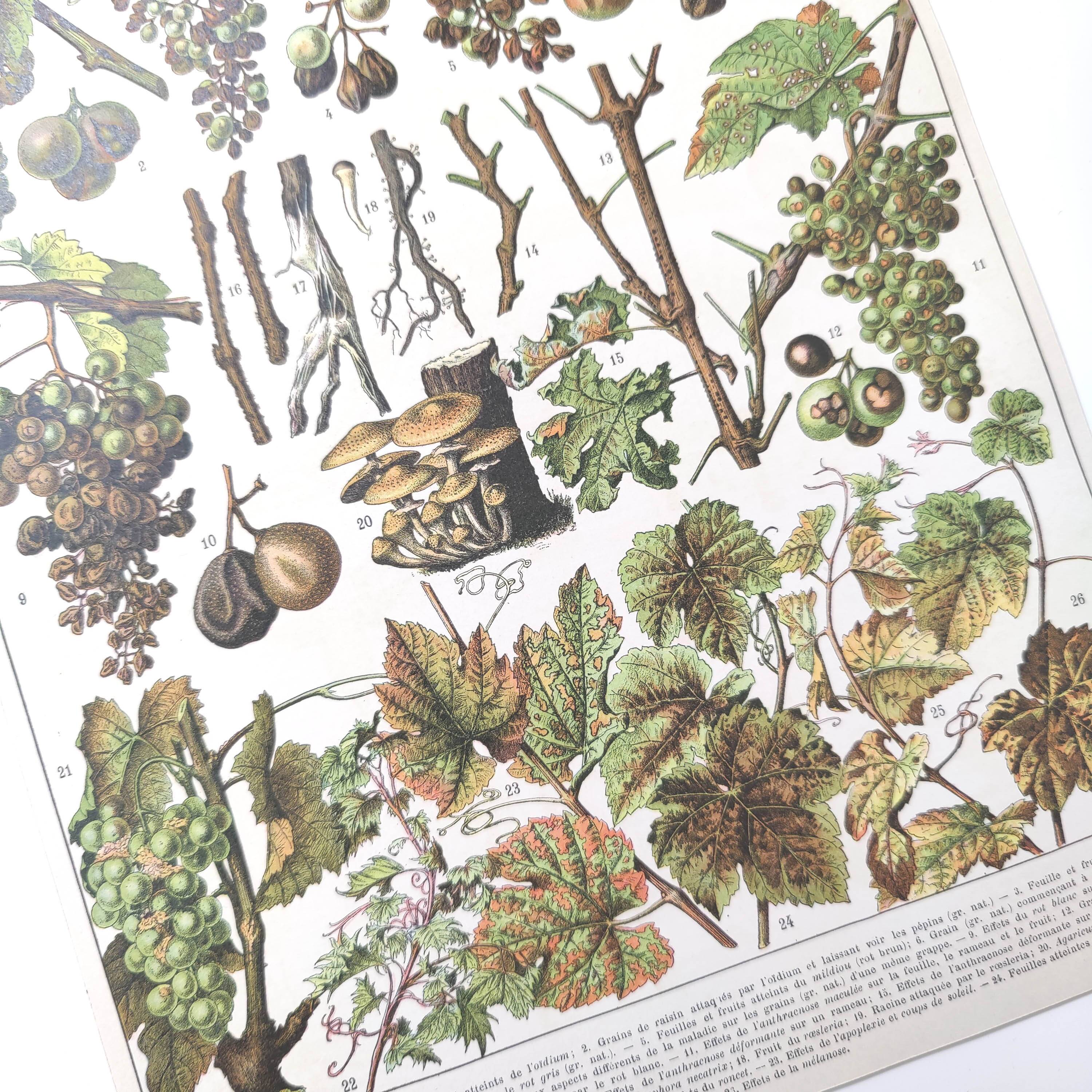 Lot of two lithographed plates on vine diseases 1900