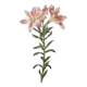 Vintage illustration of Alstroemeria, 1960s vintage impression.