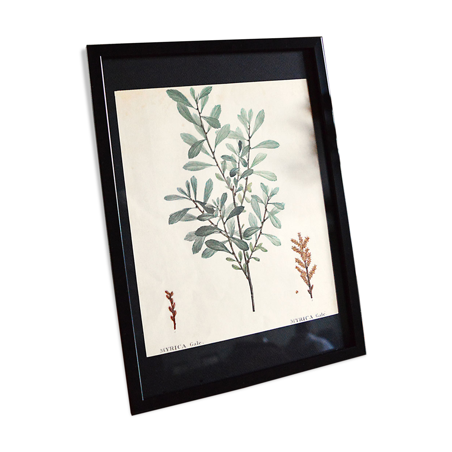 Myrica Gale framed pharmaceutical board
