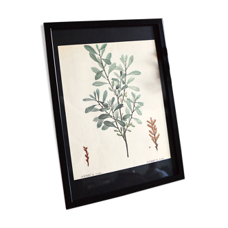 Myrica Gale framed pharmaceutical board