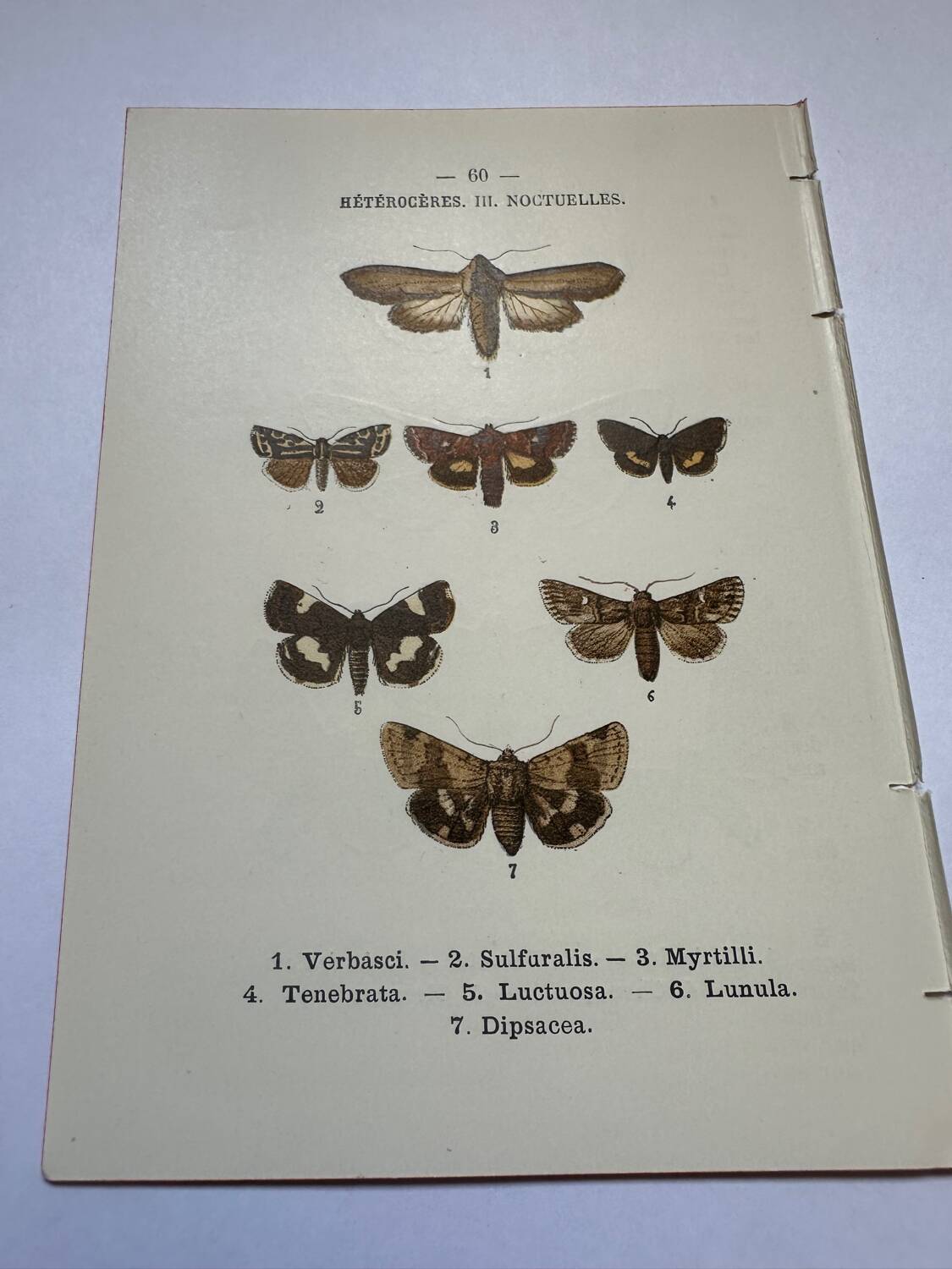 Botanical engraving butterflies double-sided naturalist plate Etching