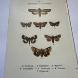Botanical engraving butterflies double-sided naturalist plate Etching