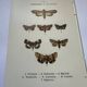 Botanical engraving butterflies double-sided naturalist plate Etching