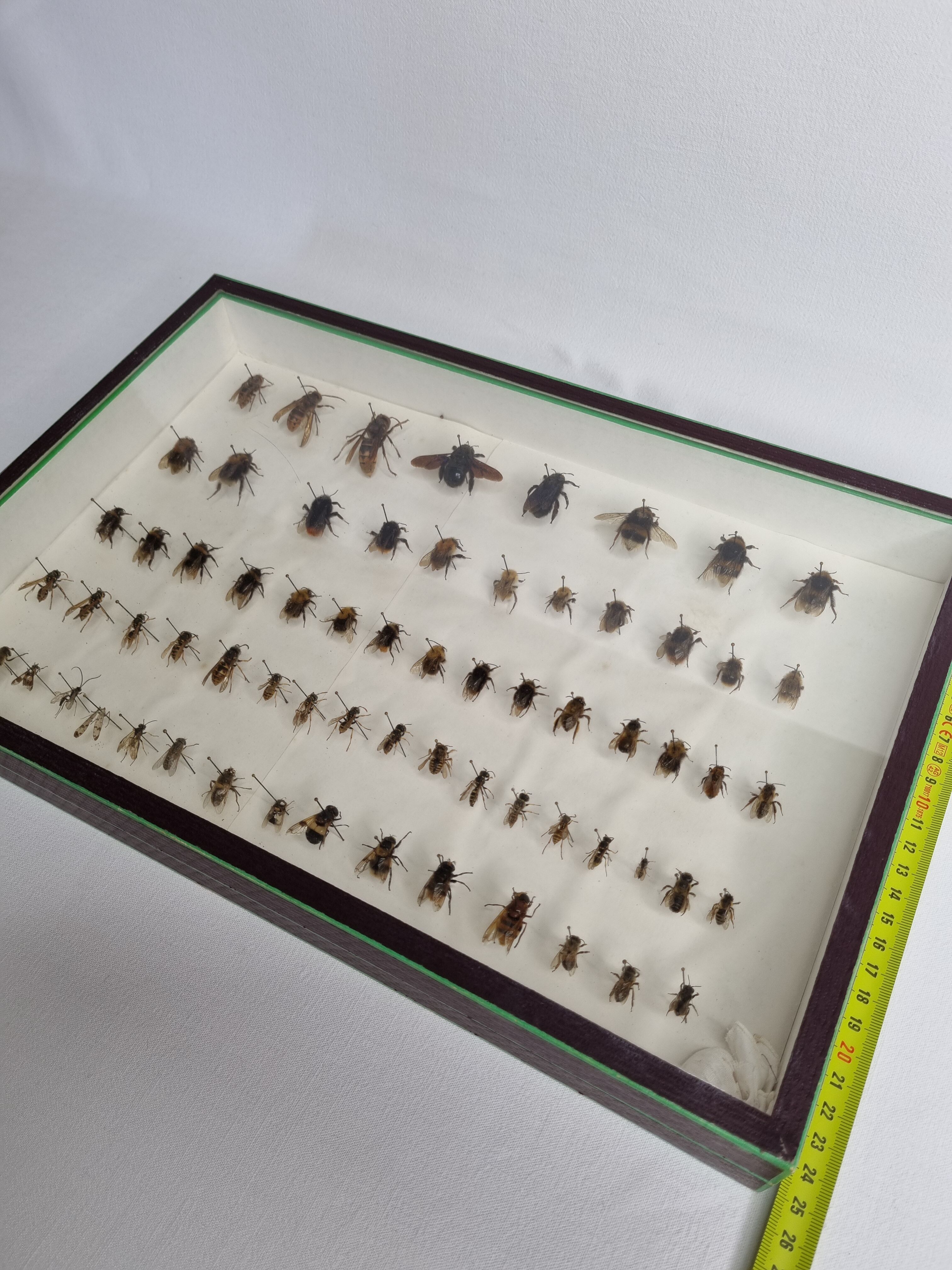 Collection d'entomologiste 67 variétés d'hyménoptères