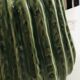 Cactus vase