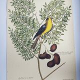 Antique bird engraving - Goldfinch - Vintage nature plate by Seligmann