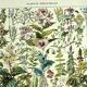 Gravure ancienne de 1928 - Plantes médicinales (2) par Millot. botanique