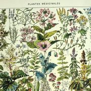 Gravure ancienne de 1928 - Plantes médicinales (2) par Millot. botanique