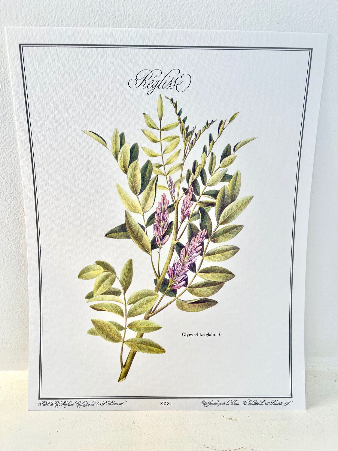 Botanical plate – Liquorice – Louis Pariente, 1986
