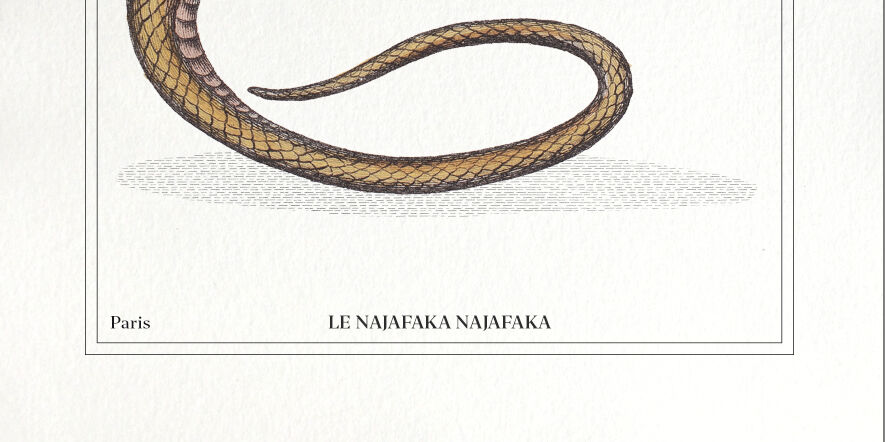 Set of 3 chimera lithography animal engraving