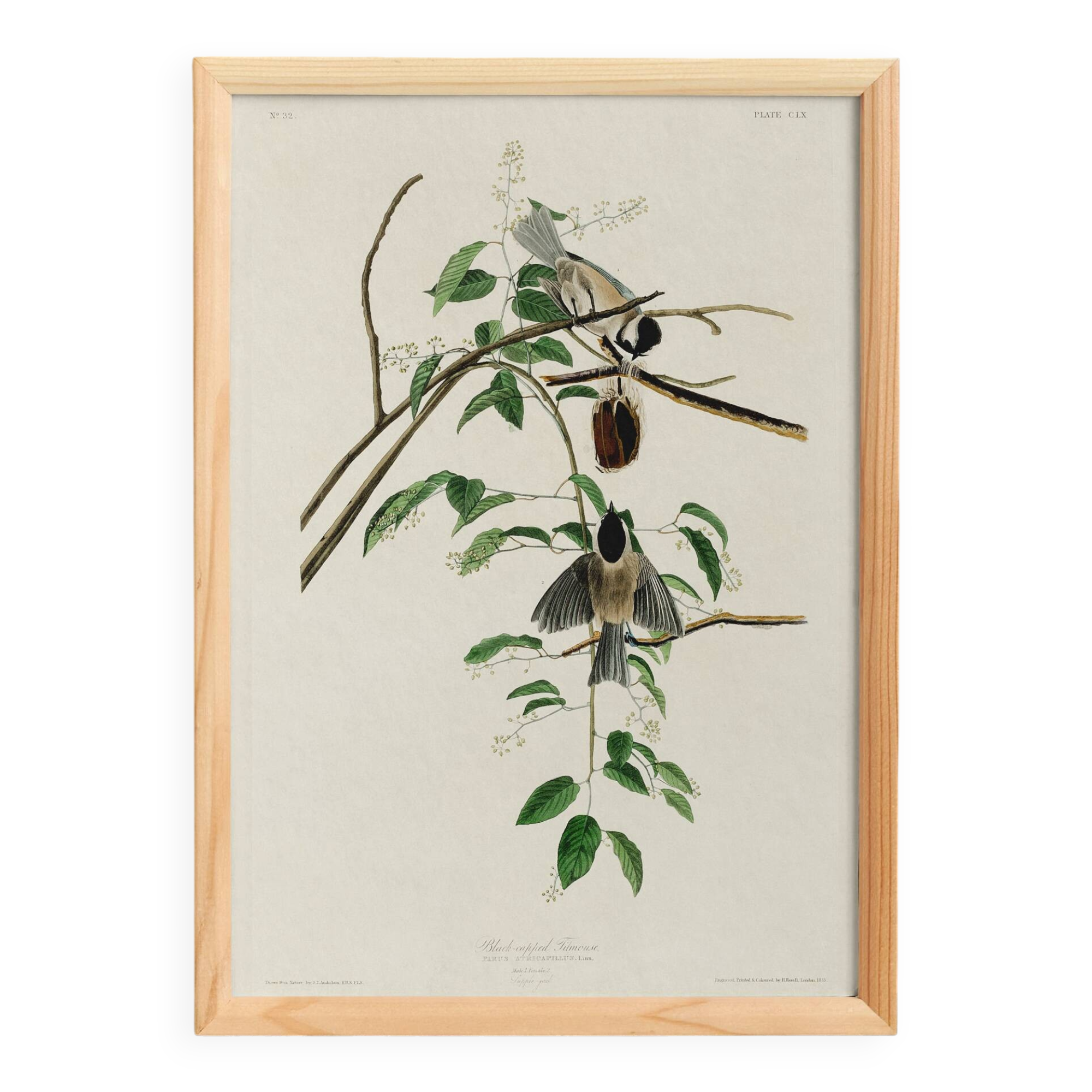 Poster about the Black-headed Tit, based on an old engraving from 1827.