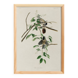 Poster about the Black-headed Tit, based on an old engraving from 1827.