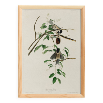 Poster about the Black-headed Tit, based on an old engraving from 1827.