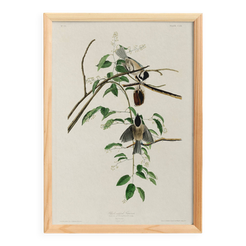 Affiche sur la Mésange à tête noire, d’après une gravure ancienne de 1827.