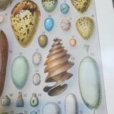 Lithograph on eggs from 1928